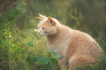 Naklejka na ściany i meble Gorgeous noble red cat. Ginger Stray cat sitting outdoors in Greece. The big cat in the forest