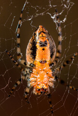 Fotografía macro de araña