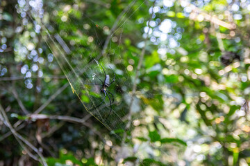 A spider at the center of its intricate web in a natural wooded setting