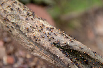 A close-up view of ants marching on a tree branch.