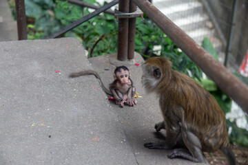 A young monkey sitting on a concrete surface next to an adult monkey in a natural setting
