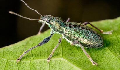 Fotografía macro de bicho, escarabajo verde