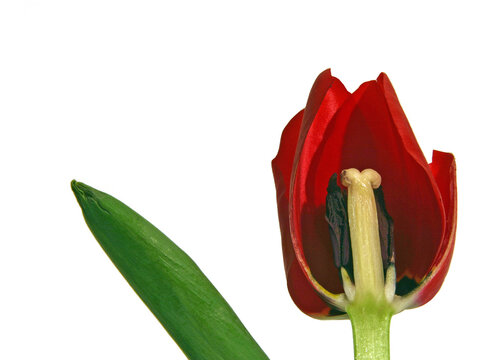 red tulip isolated on white