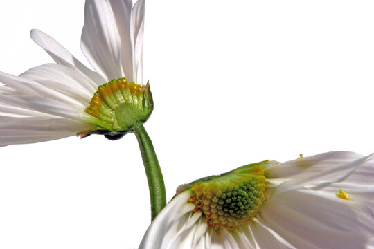 close up of white daisy