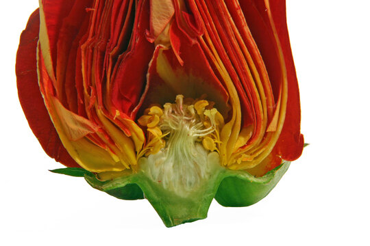 red tulip isolated on white