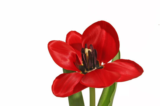 red tulip isolated on white
