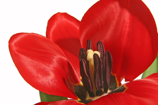 red tulip isolated on white