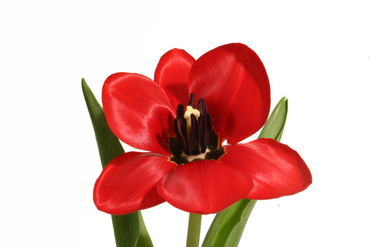 red tulip isolated on white