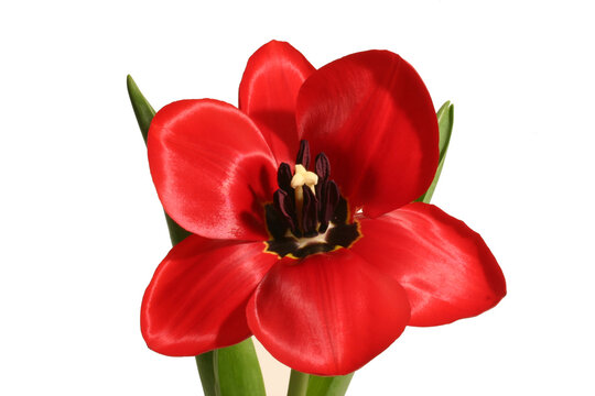 red tulip isolated on white