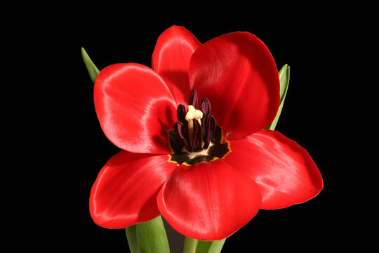 red tulip isolated on black