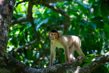 A macaque monkey navigating through the tree branches in a forest