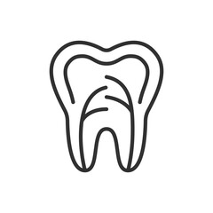 Tooth inside, linear icon. Nerves and vessels of the tooth, dentin. Line with editable stroke