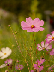 pink cosmos flower with its long stem