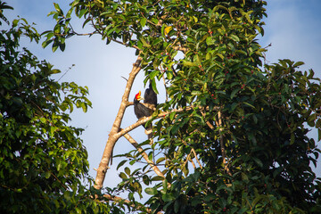 A hornbill perched on a tree branch surrounded by green foliage