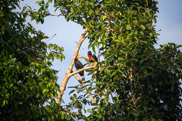 Two toucans perched on a tree branch amidst green foliage