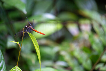 A red dragonfly perched on a green leaf with a soft-focus background.