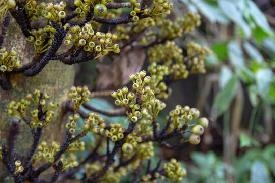 Tropical ferns displaying a vibrant array of sporangia