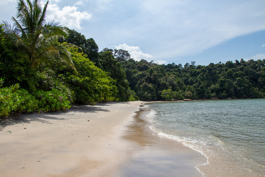 Serene tropical beach with lush forest