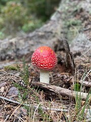fly agaric mushroom