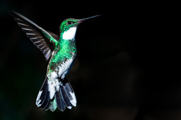 Close-up of hummingbird in flight.
