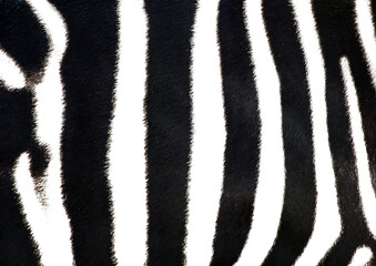 Zebra skin texture and pattern on transparent background.