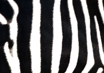 Zebra skin texture and pattern on transparent background.