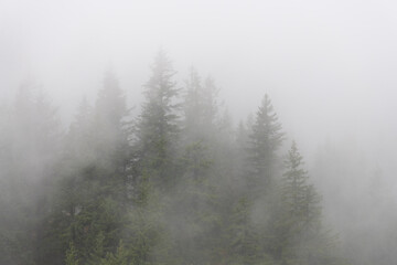 Fog rolling between green fir trees obscuring the view of nature
