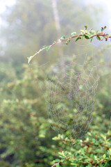 Tela de araña mojada en bosque