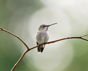 Wild Annas hummingbird on perch with green bokeh background creating spot highlight