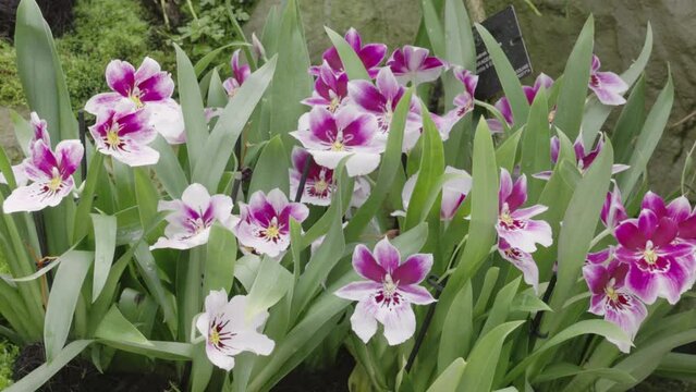a wide panning clip of pink and white orchid flowers in singapore botanic gardens of singapore