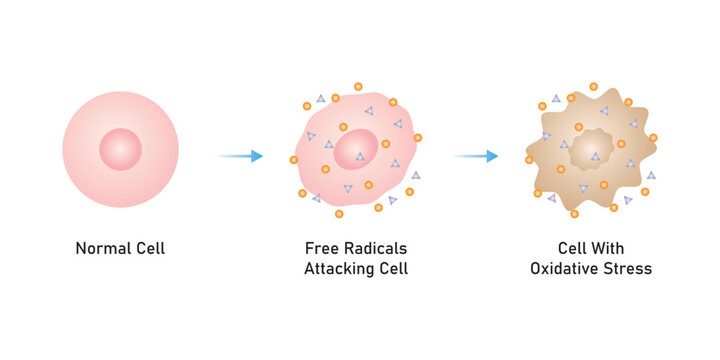 Oxidative Stress Process Scientific Design. Vector Illustration.	