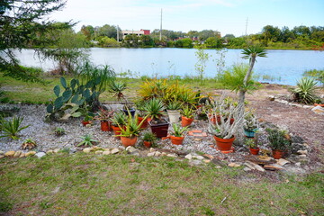University of South Florida (USF) Botanic Garden Cactus garden
