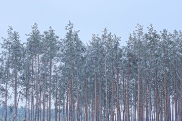 a row of tall green pine trees in white snow against the sky in a winter forest