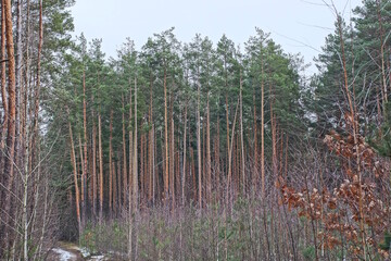 a row of tall green pine trees in white snow against the sky in a winter forest