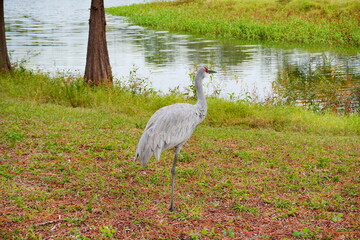 sandhill crane couple are looking for food in grass