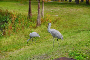 Obraz na płótnie Canvas sandhill crane couple are looking for food in grass