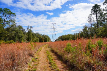The winter landscape of Florida Trail	