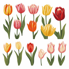 vector collection of tulip flower