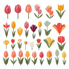 vector collection of tulip flower