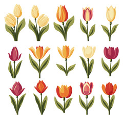 vector collection of tulip flowers