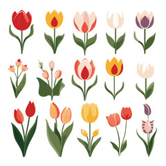 Obraz premium vector collection of tulip flower