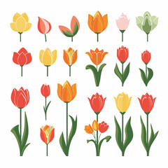 Obraz premium vector collection of tulip flower