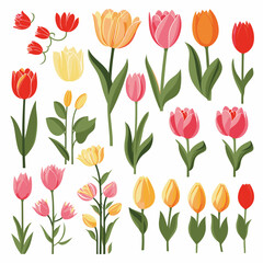 vector collection of tulip flower - obrazy, fototapety, plakaty
