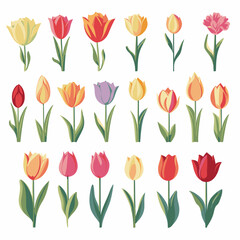 Fototapeta premium vector collection of tulip flower