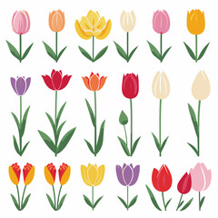 Fototapeta premium vector collection of tulip flower