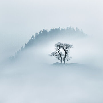 Lone tree on a rock in the mist with a forest backdrop, Isle of Skye, Inner Hebrides, Scotland, UK