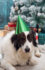 happy white party dog celebrating New Year