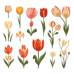 Obraz premium vector collection of tulip flower