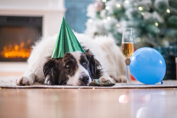 happy white party dog celebrating New Year