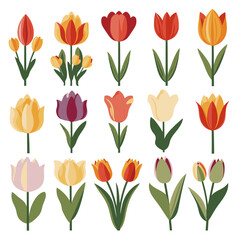 Obraz premium vector collection of tulip flowers